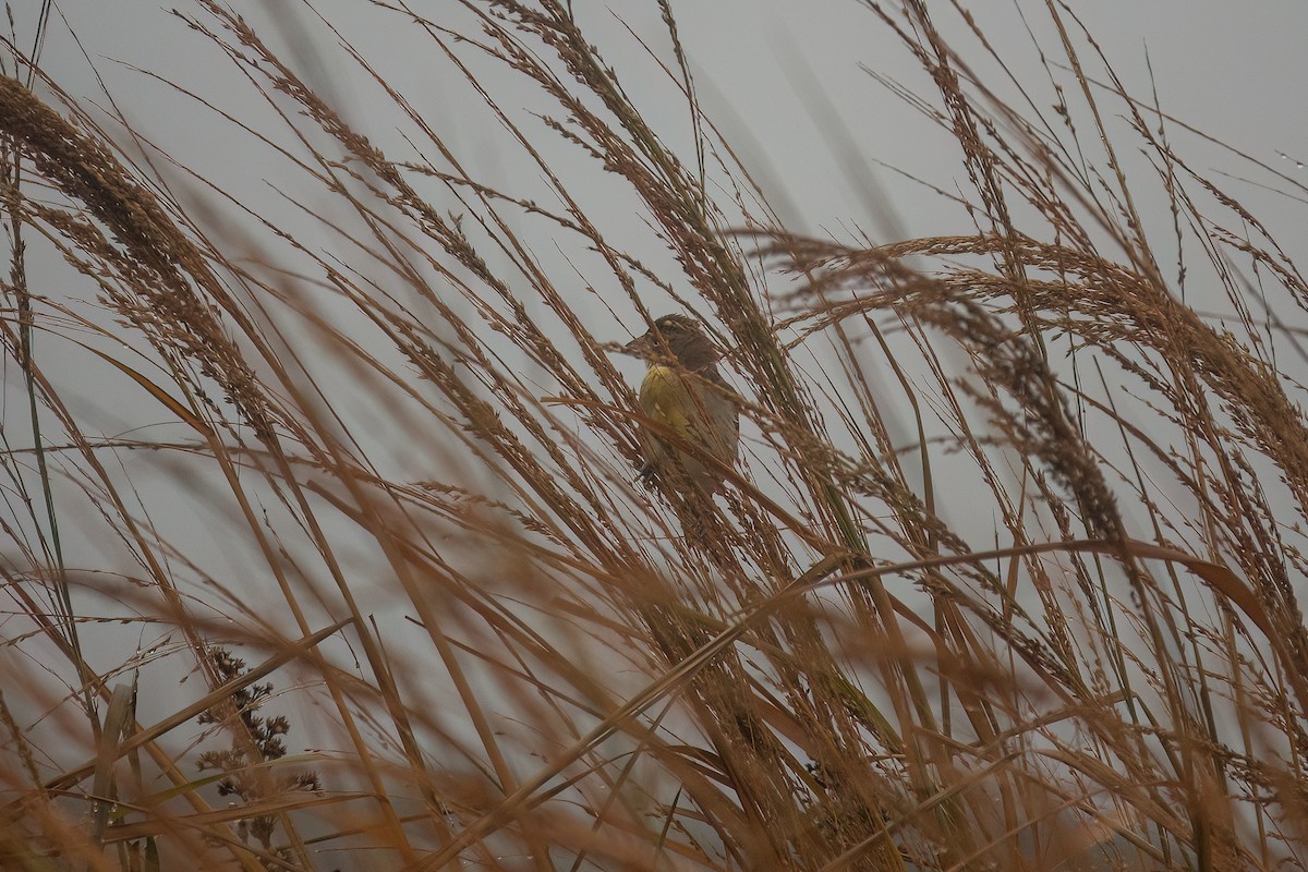 Dickcissel - ML645914534