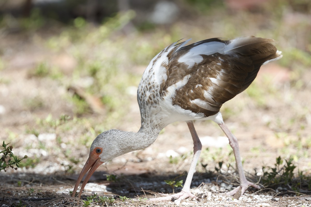 White Ibis - ML645914547
