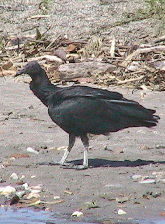 Катарта чорна - ML645914548