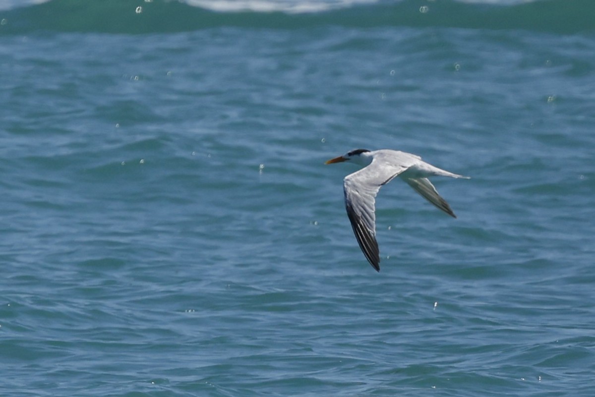 Royal Tern - ML645914549