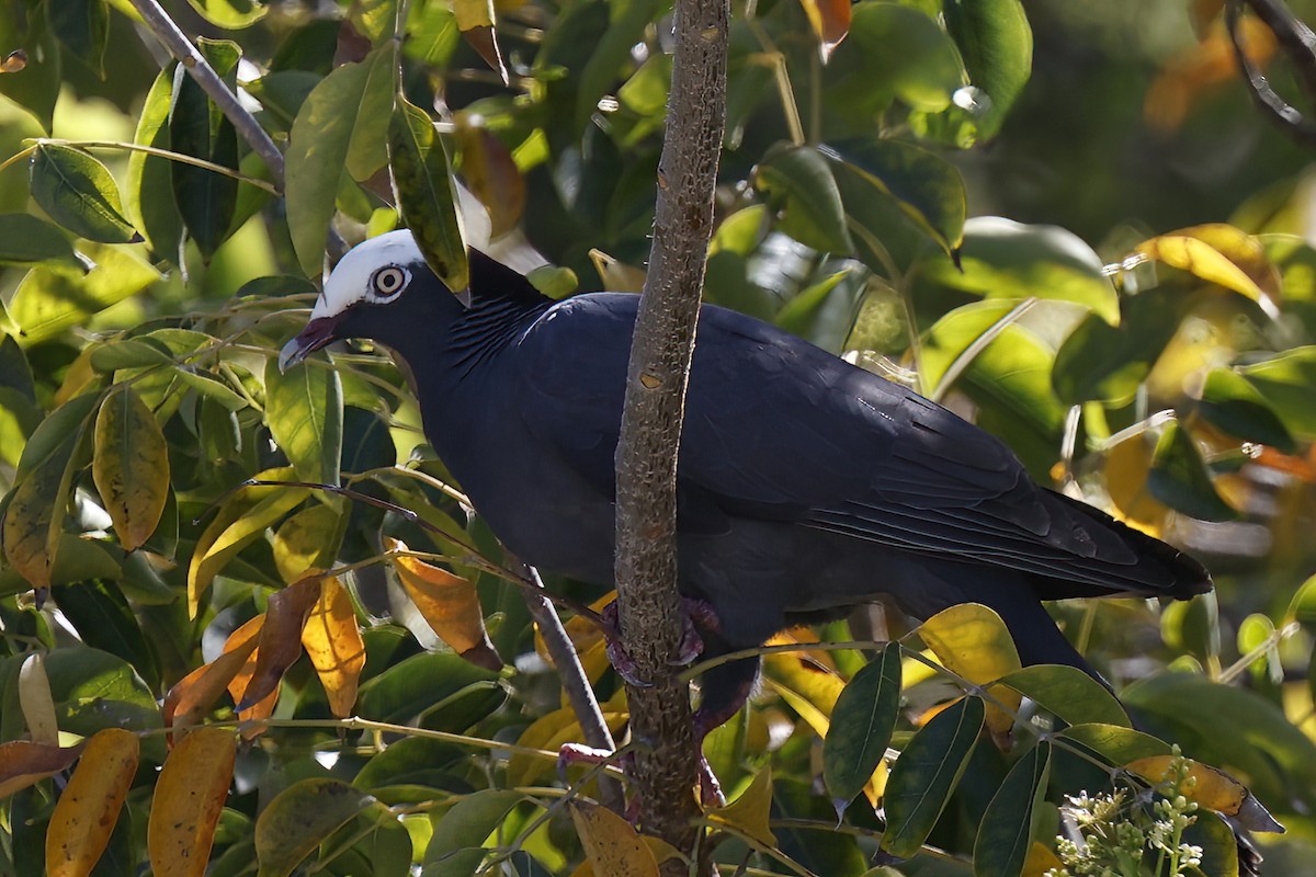 holub antilský - ML645914556