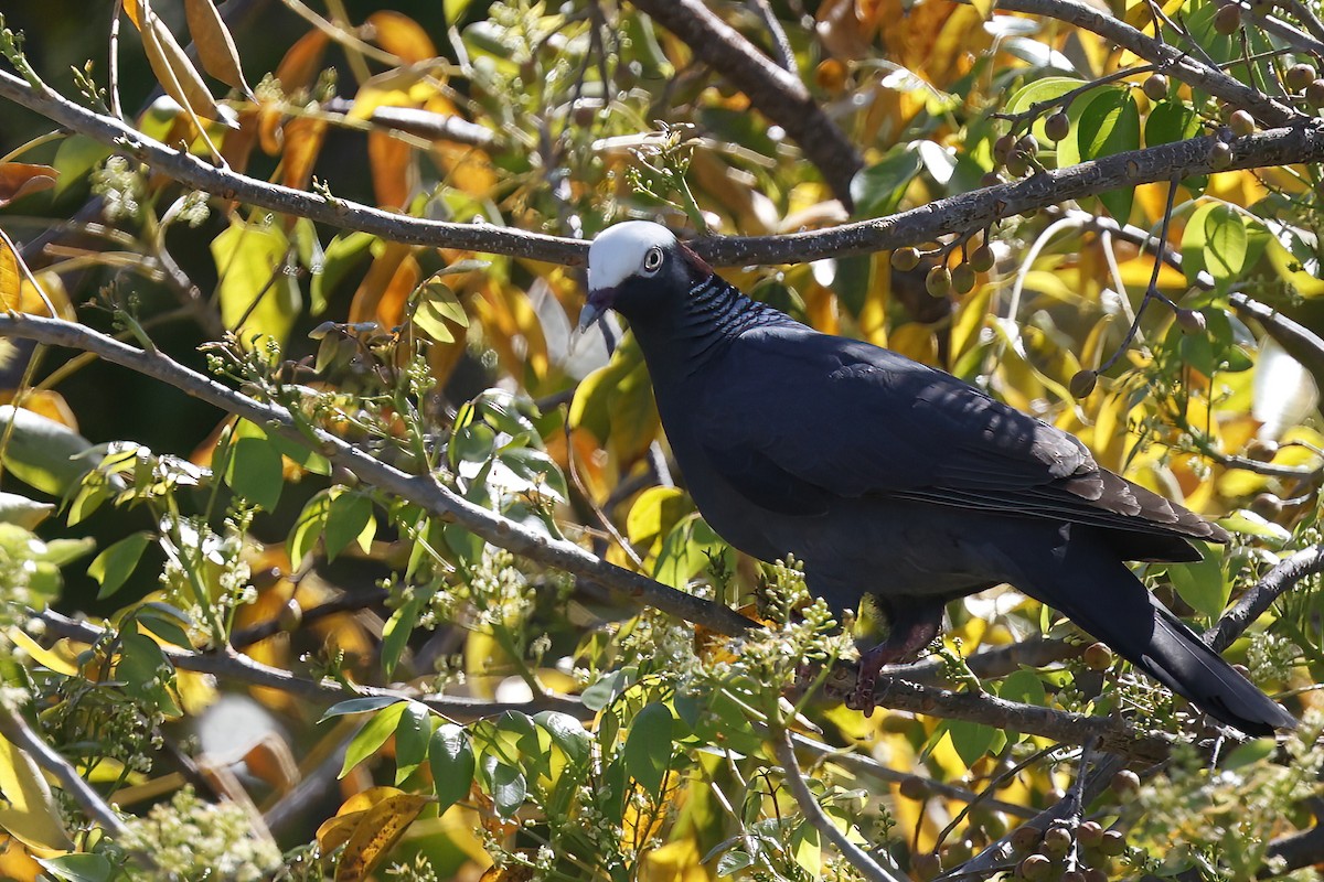 holub antilský - ML645914557