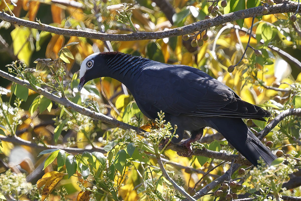 holub antilský - ML645914558