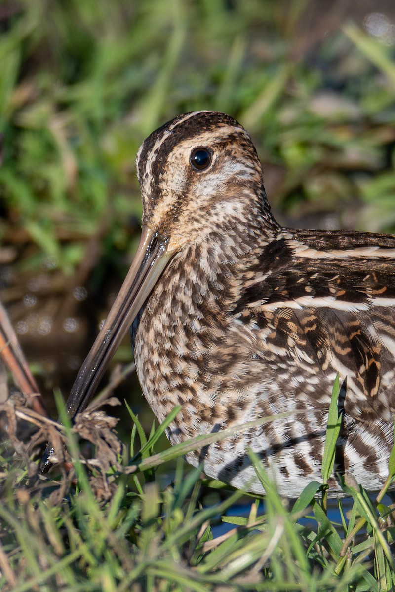 Wilson's Snipe - ML645914562