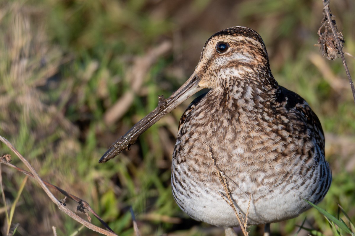 Wilson's Snipe - ML645914563