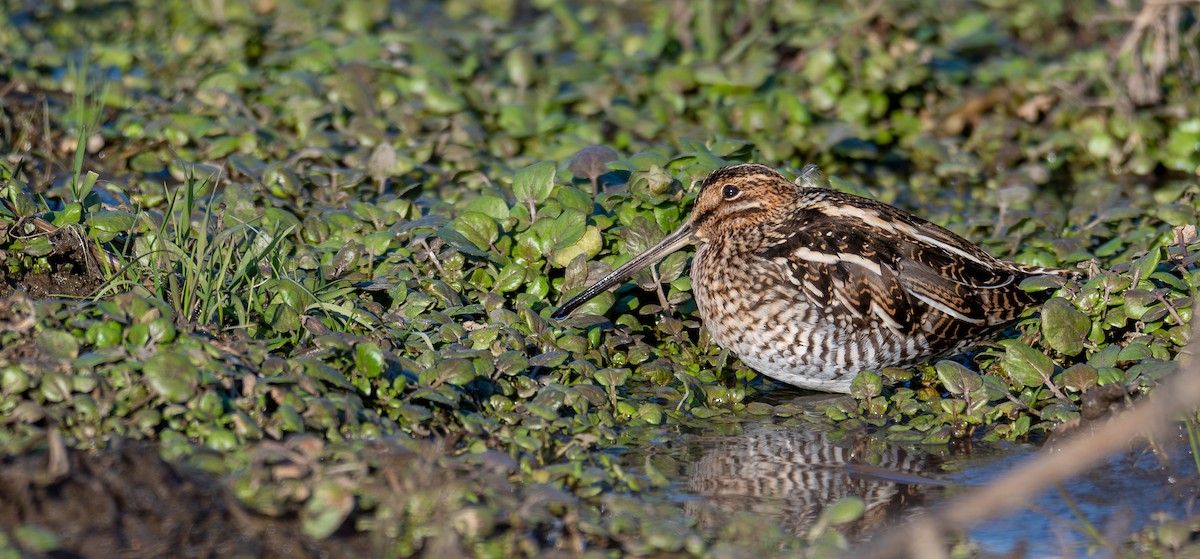 Wilson's Snipe - ML645914564