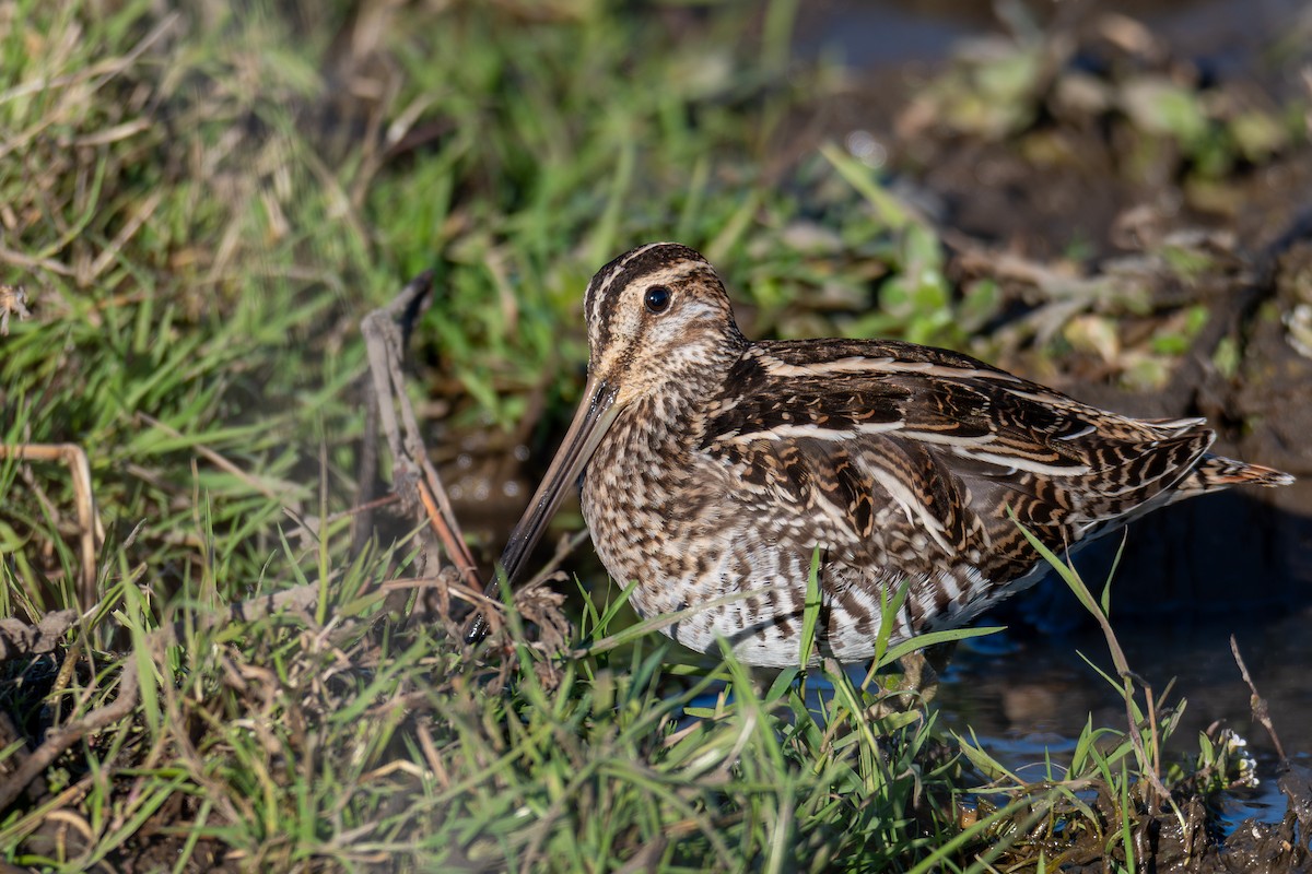 Wilson's Snipe - ML645914565