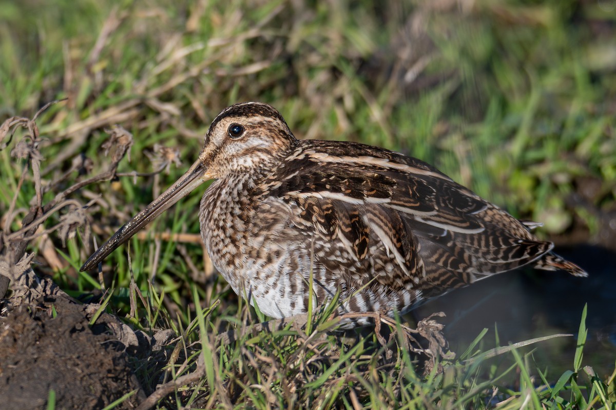 Wilson's Snipe - ML645914566