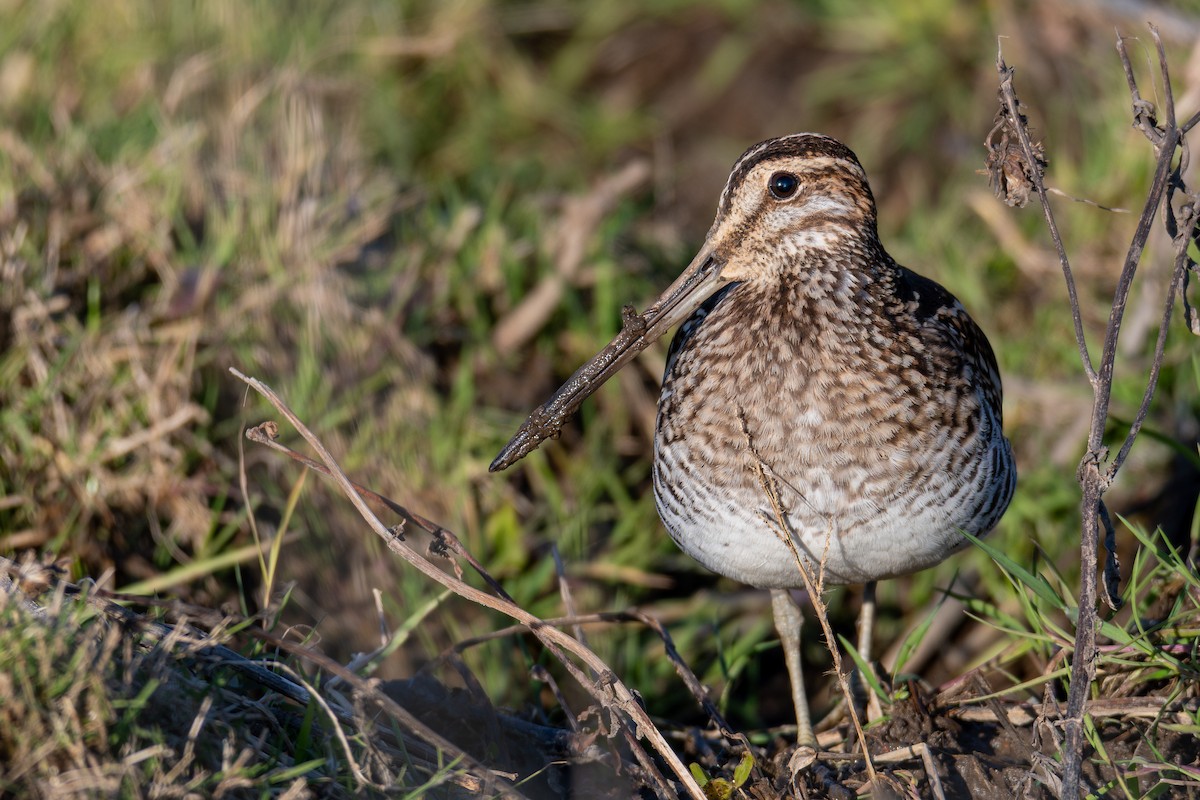 Wilson's Snipe - ML645914567