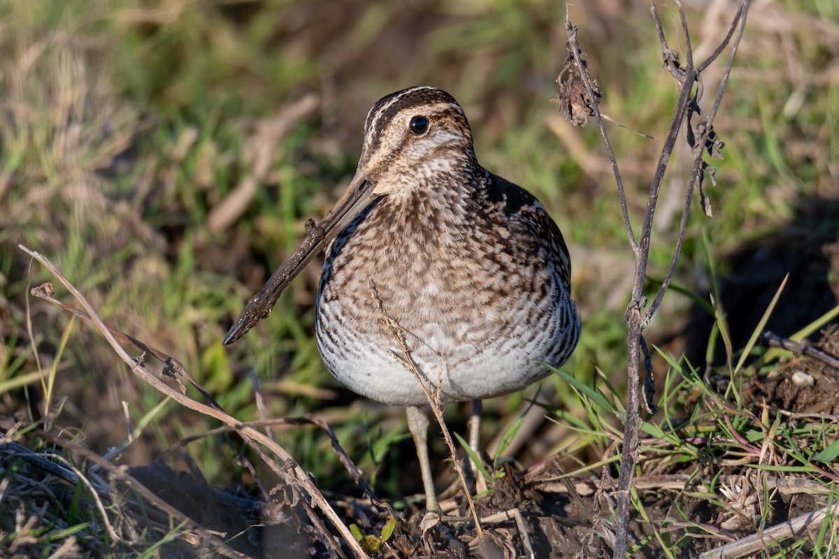 Wilson's Snipe - ML645914568