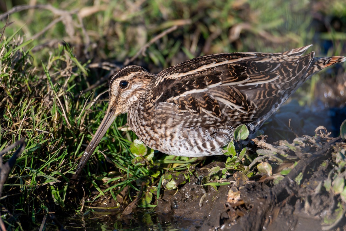 Wilson's Snipe - ML645914569