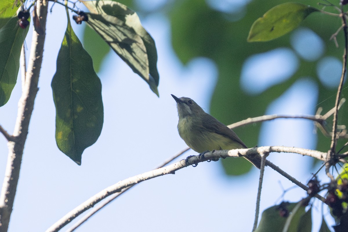 Fairy Gerygone - ML645914570