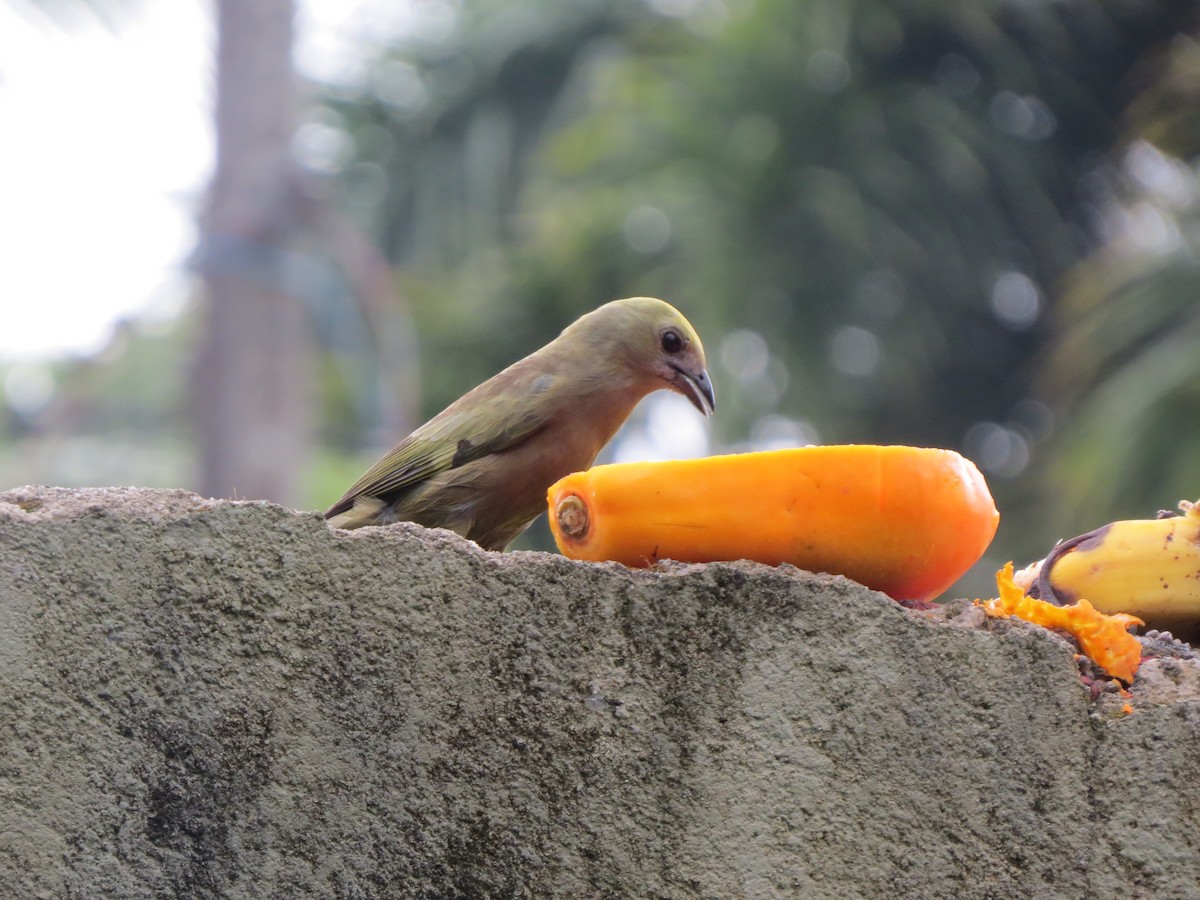 palmetanagar - ML645914571