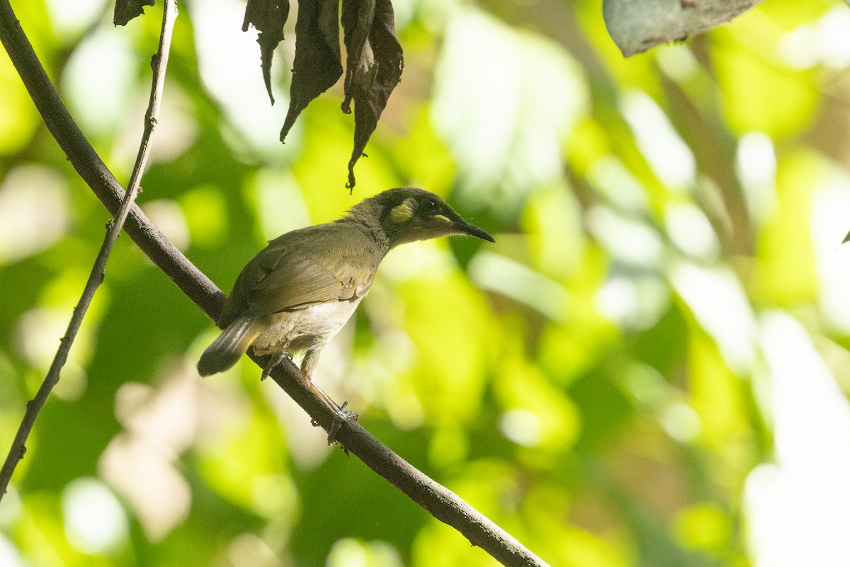 Yellow-spotted Honeyeater - ML645914573