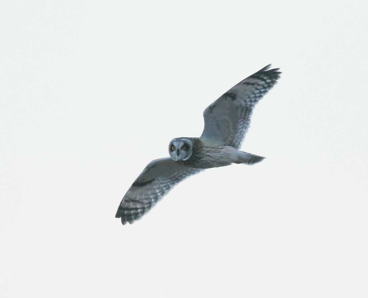 Short-eared Owl - ML645914575