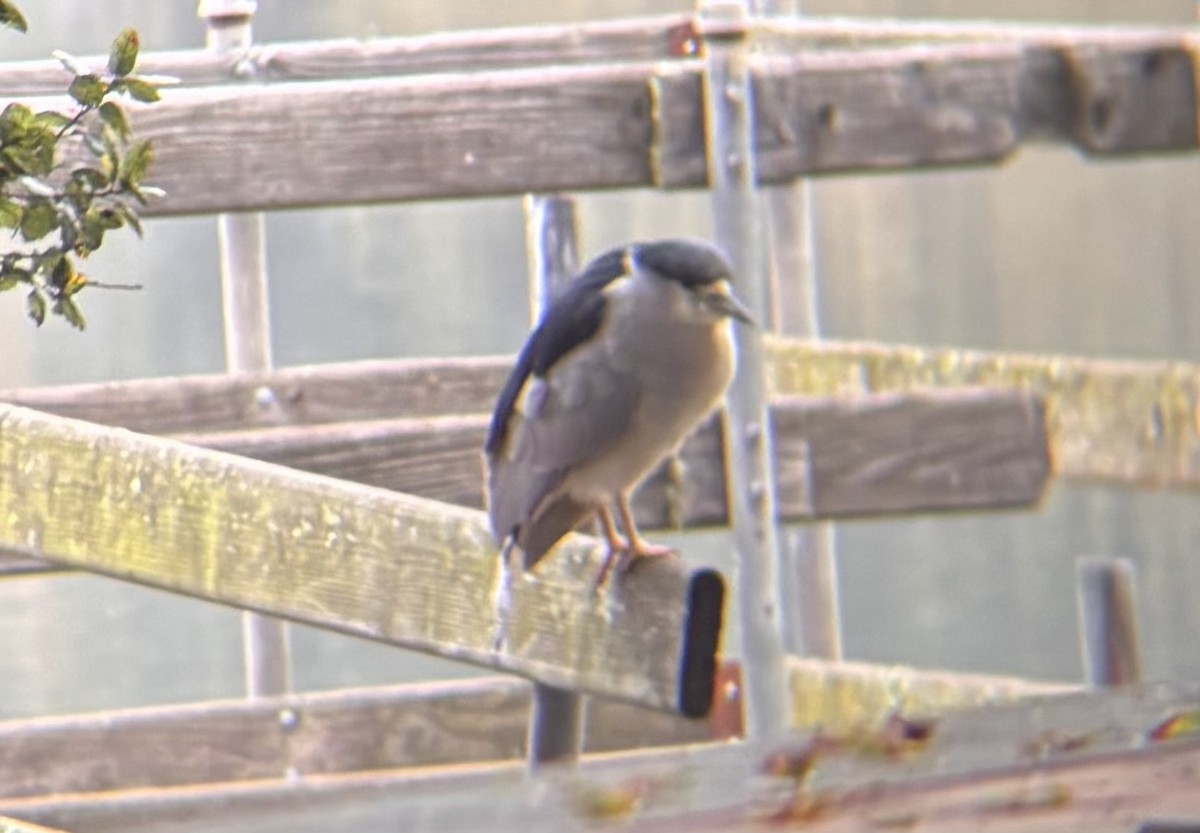 Black-crowned Night Heron - ML645914576