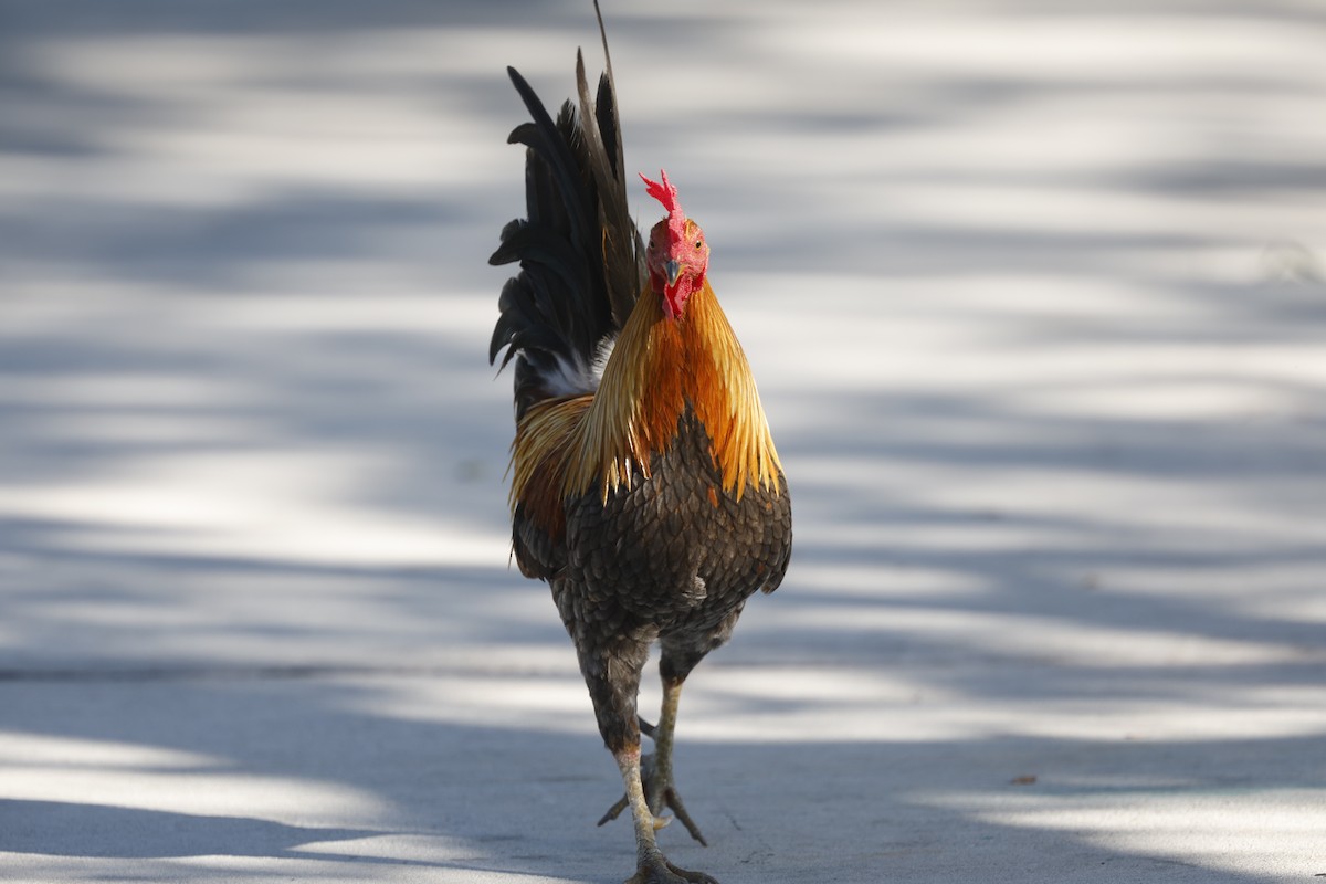 Red Junglefowl - ML645914580