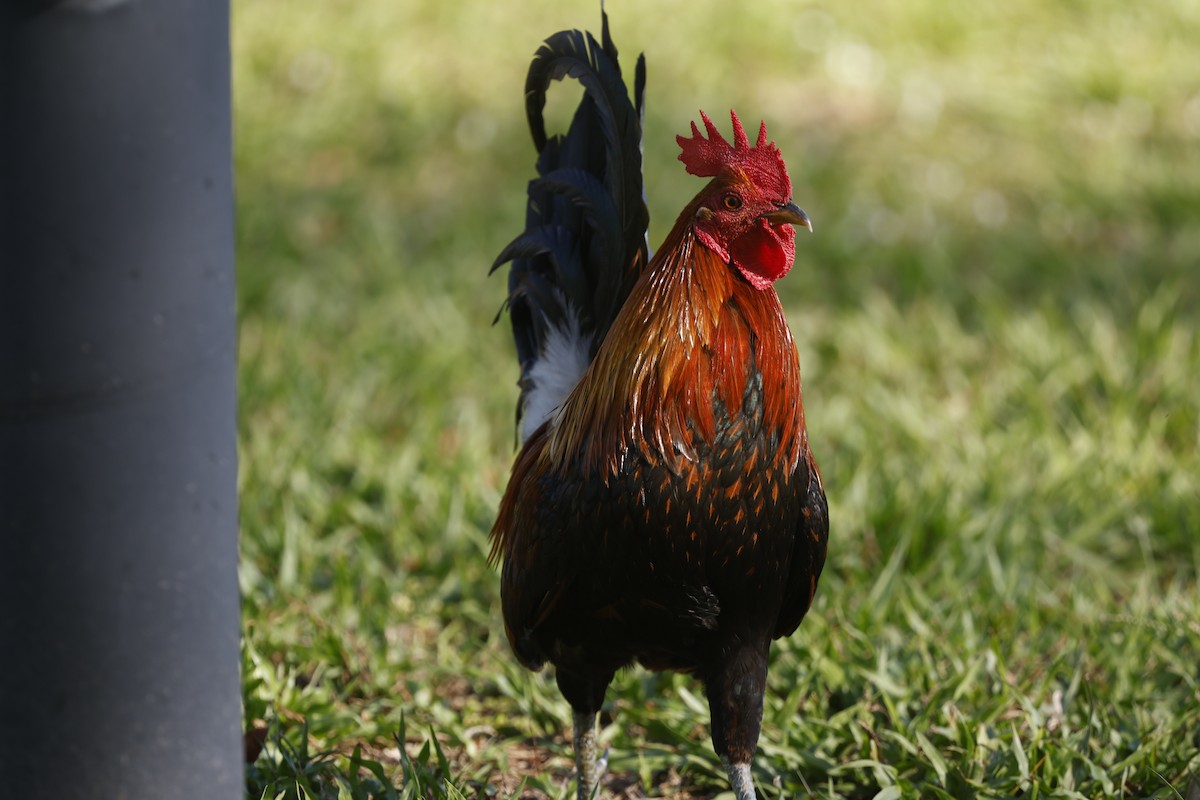 Red Junglefowl - ML645914581