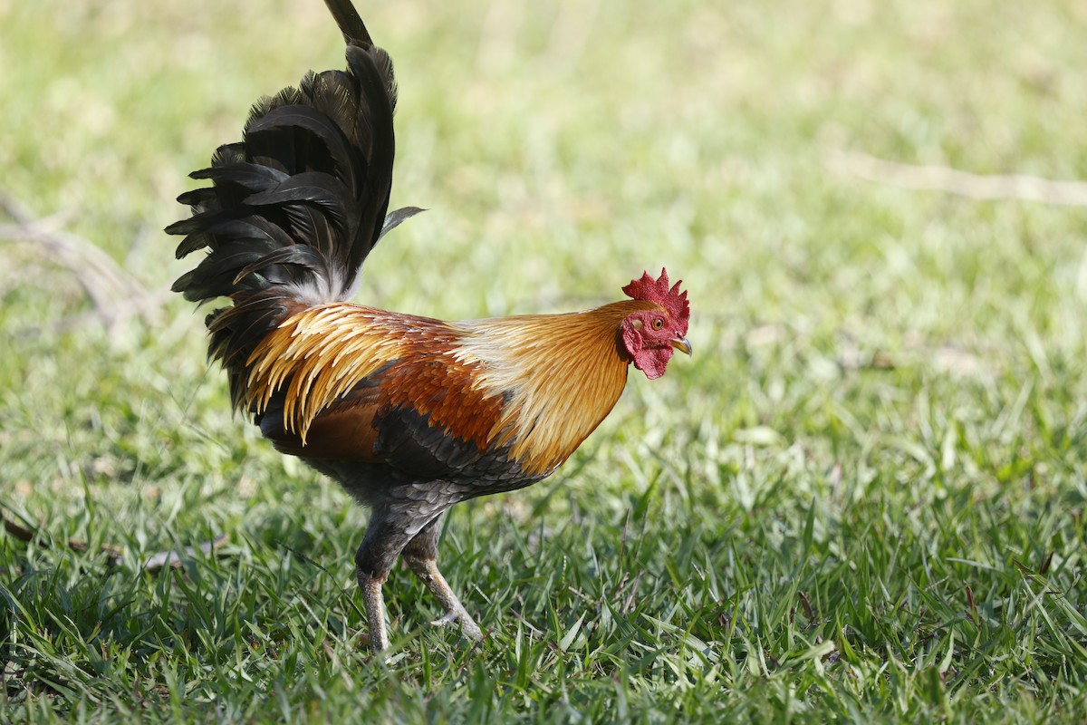 Red Junglefowl - ML645914582