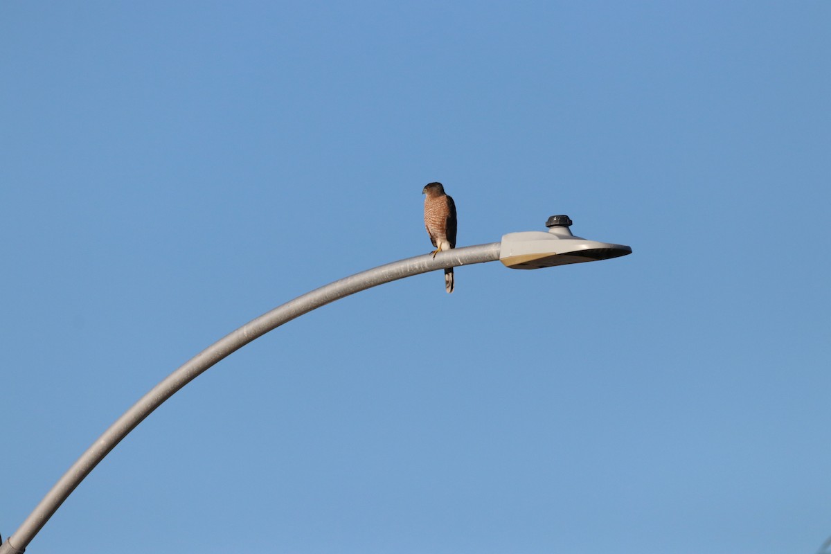 jestřáb americký - ML645914587