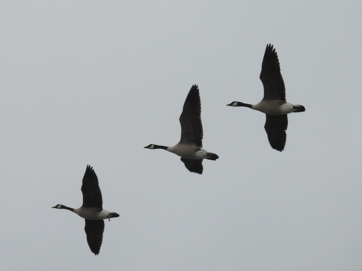 ברנטה קנדית - ML645914589