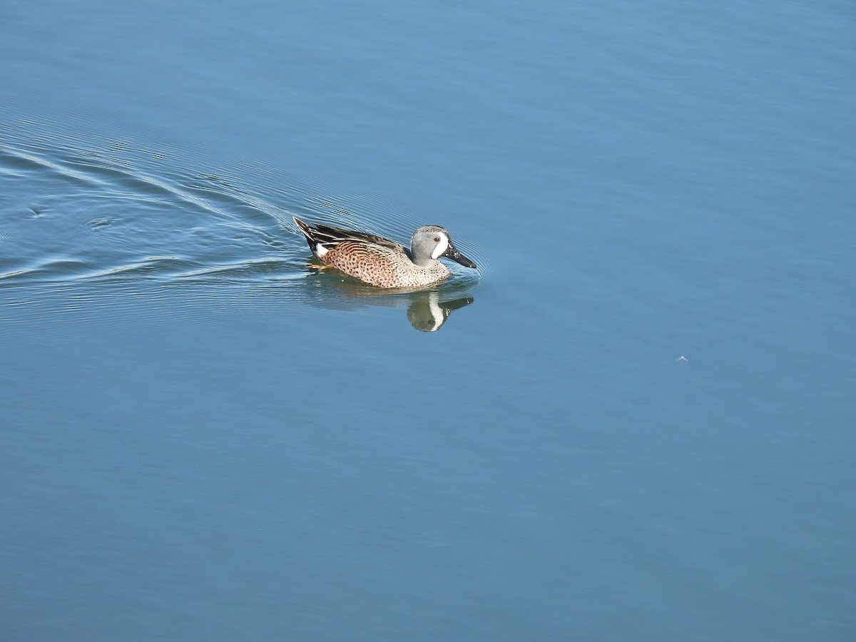Blue-winged Teal - ML645914598