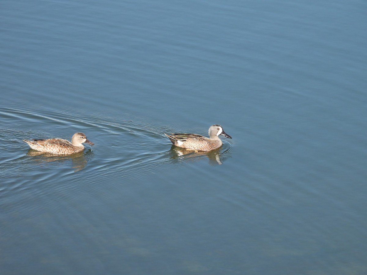 Blue-winged Teal - ML645914599