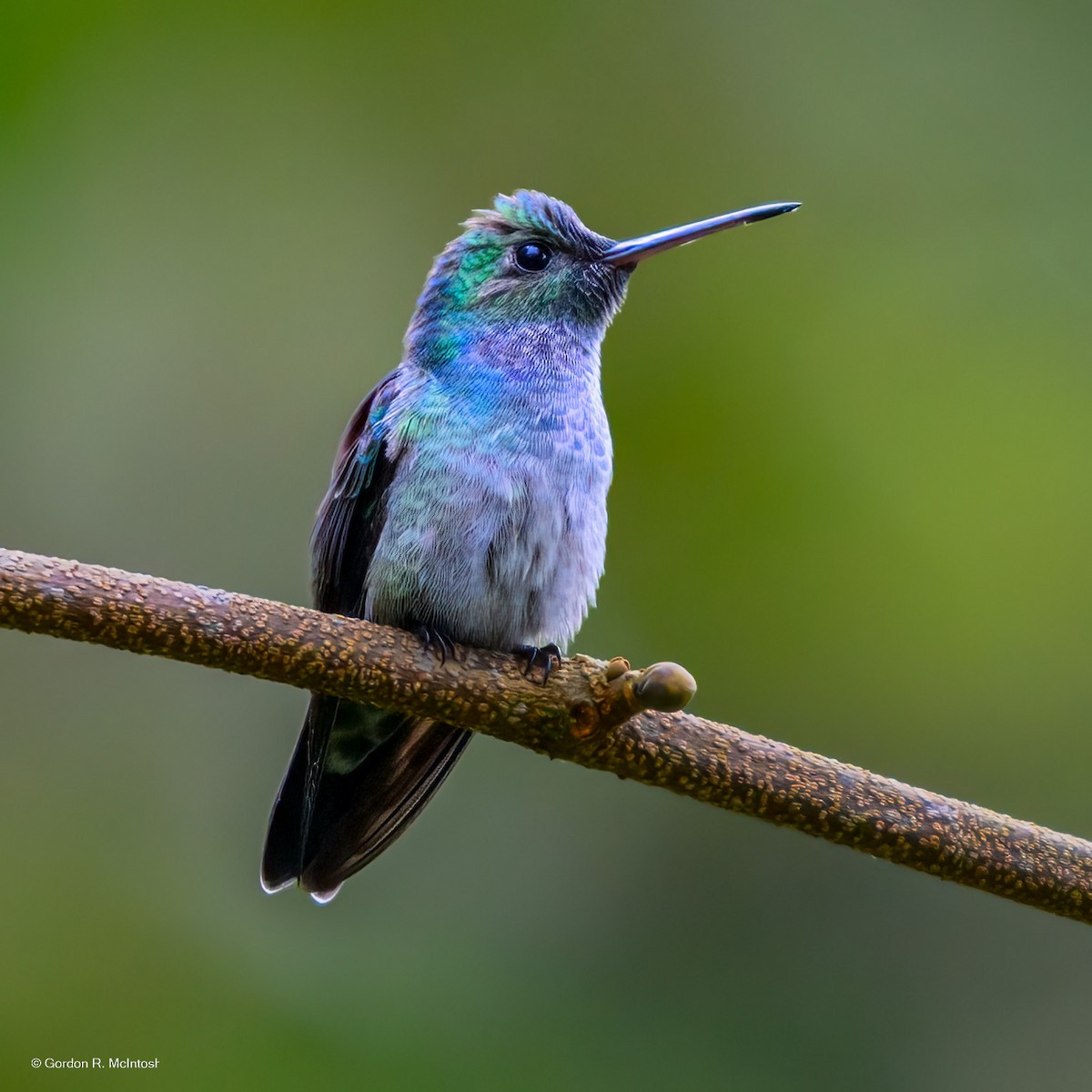 Blue-chested Hummingbird - ML645914602