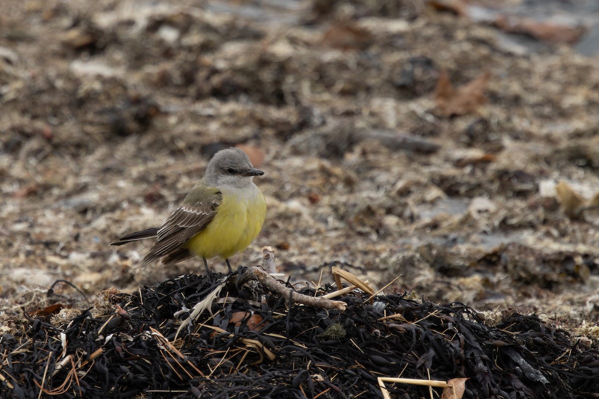 Western Kingbird - ML645914603