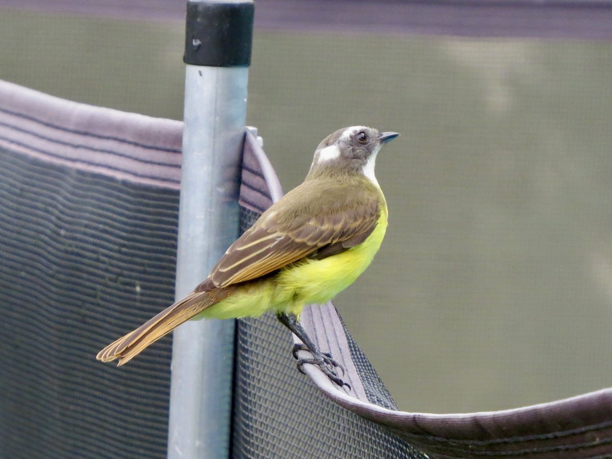 Sosyal Tiran - ML645914604