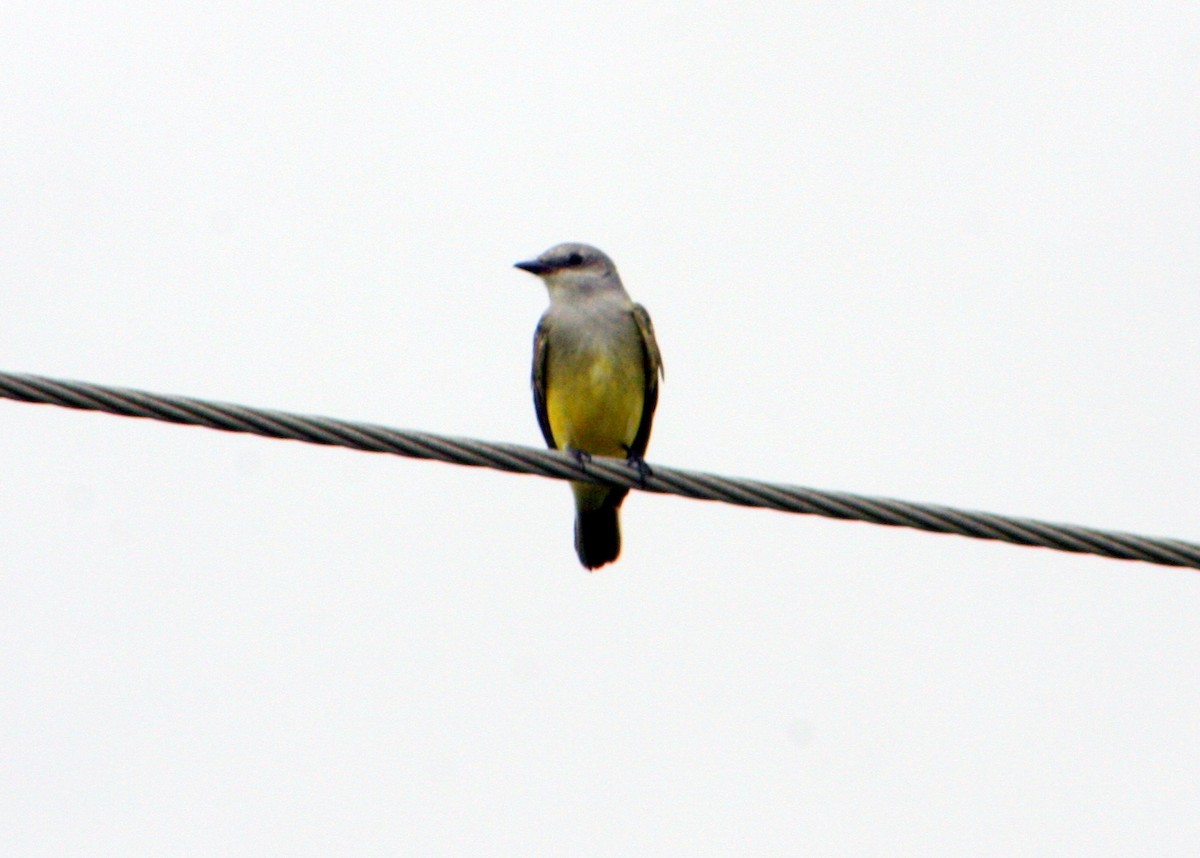 Western Kingbird - ML645914619