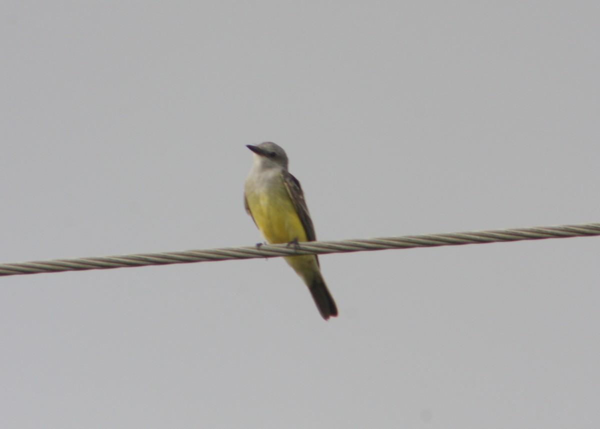 Western Kingbird - ML645914620
