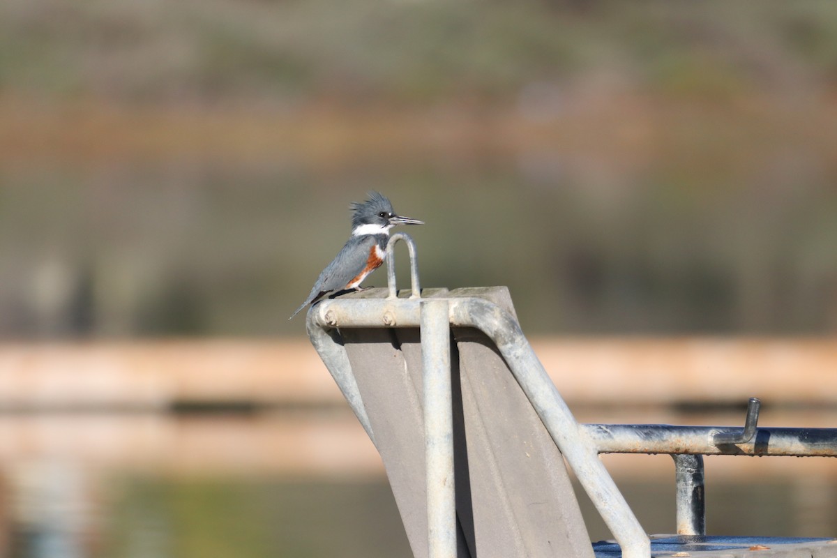 rybařík pruhoprsý - ML645914640