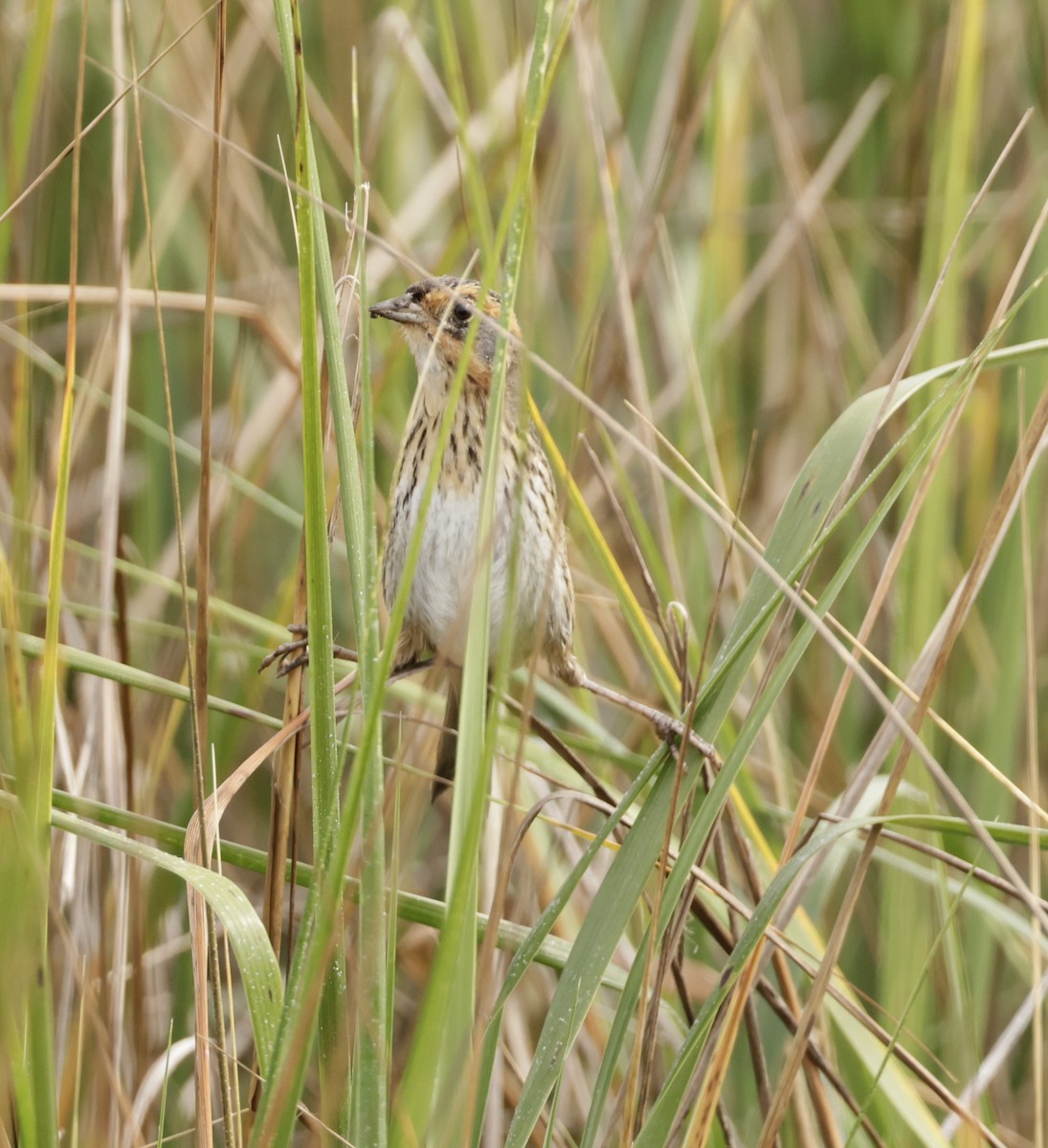 Saltmarsh Sparrow - ML645914647