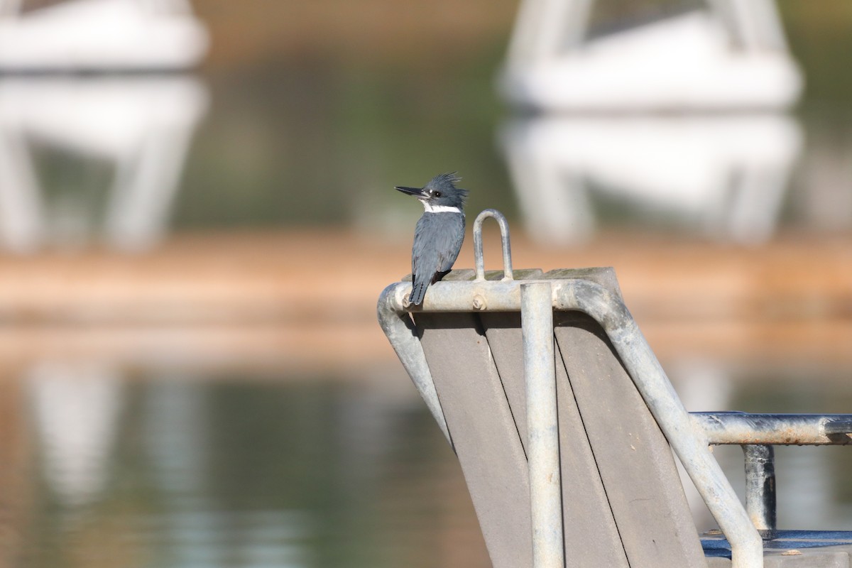 rybařík pruhoprsý - ML645914652