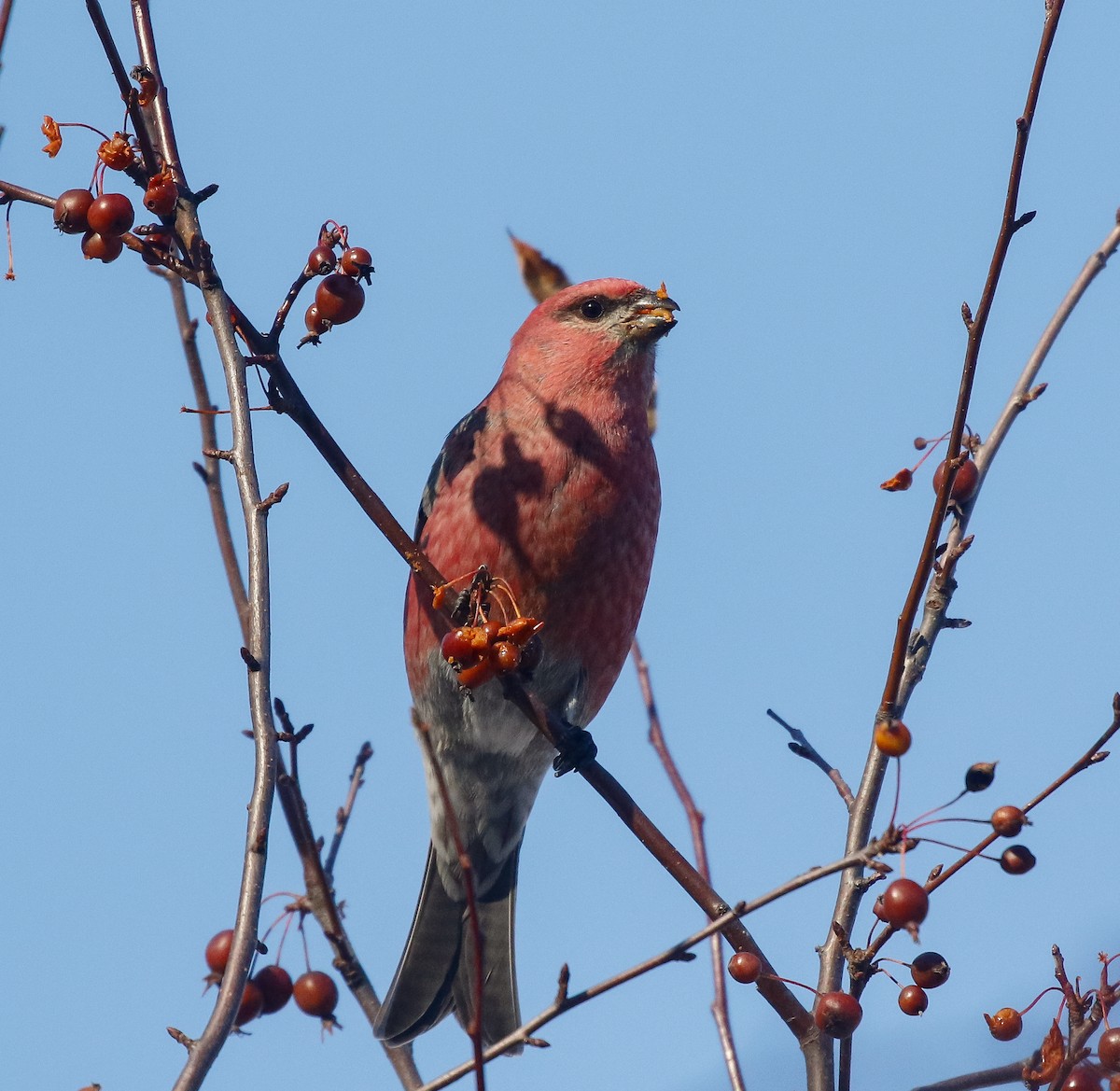 Pinu-gailupa - ML645914653