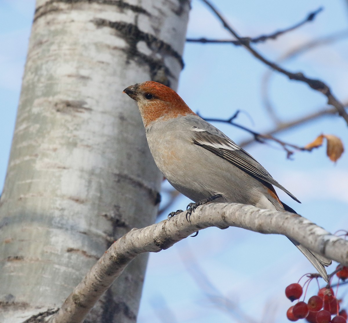 Pinu-gailupa - ML645914673