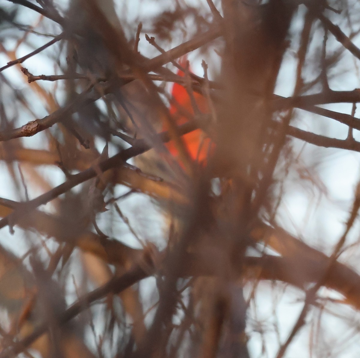 Northern Cardinal - ML645914679