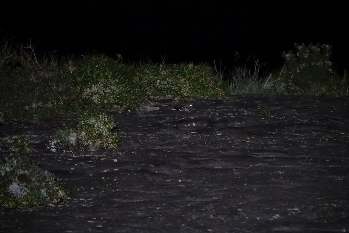 Common Pauraque - ML645914681