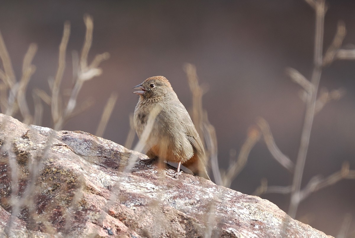 ムジトウヒチョウ - ML645914695