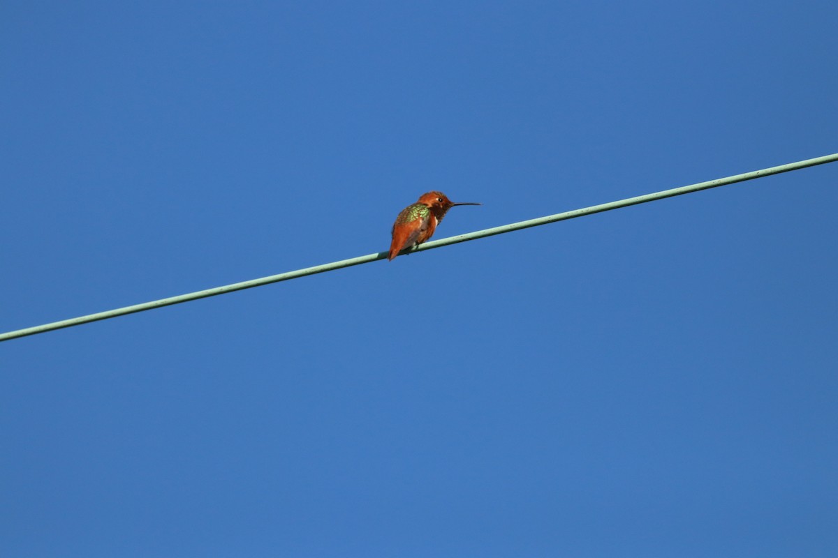 kalypta Allenova - ML645914696