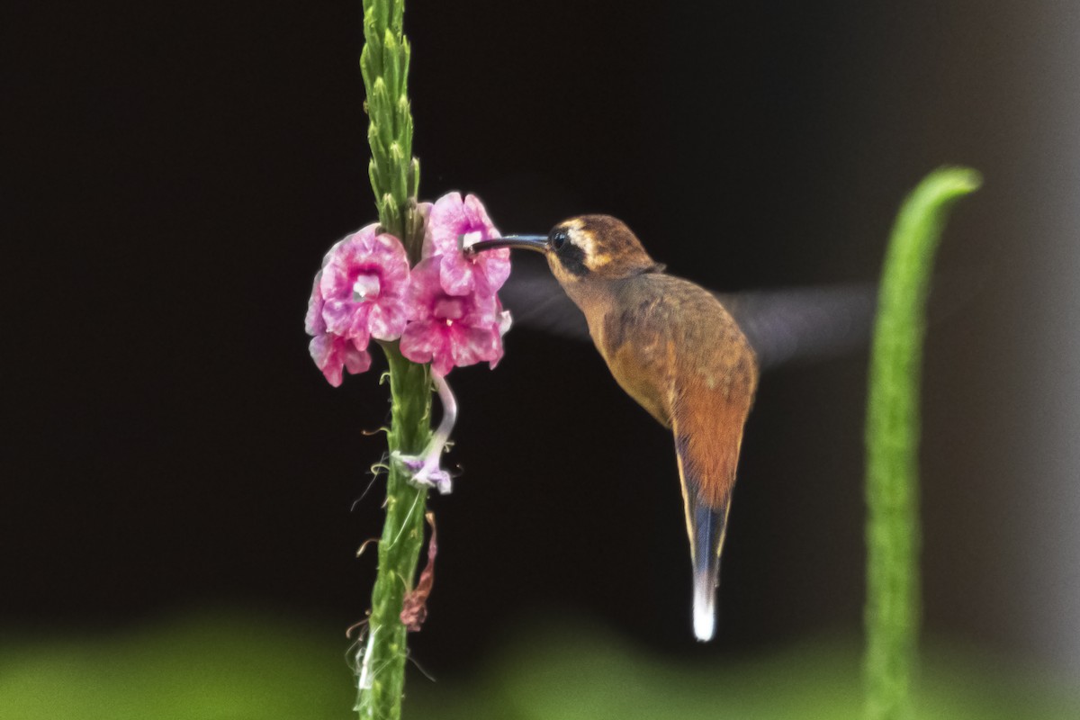 Great-billed Hermit - ML645914697