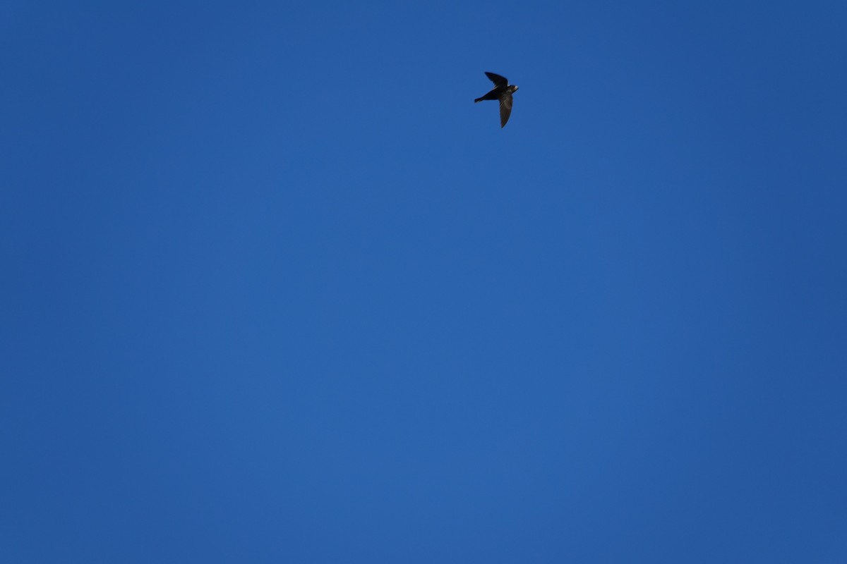 Biscutate Swift - ML645914698