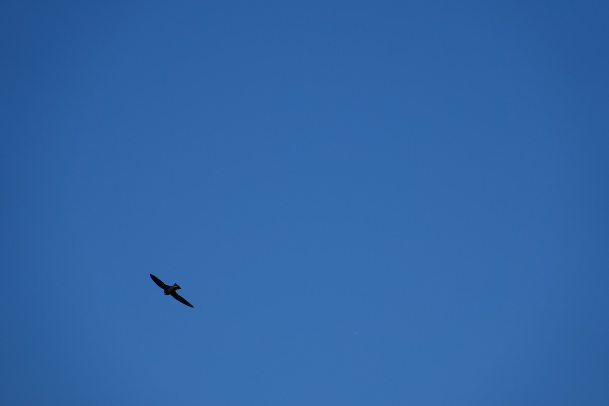 Biscutate Swift - ML645914699