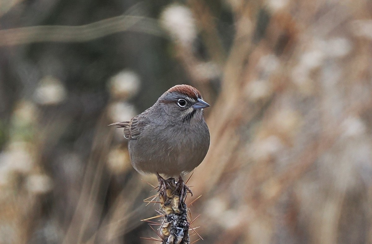 ズアカスズメモドキ - ML645914702