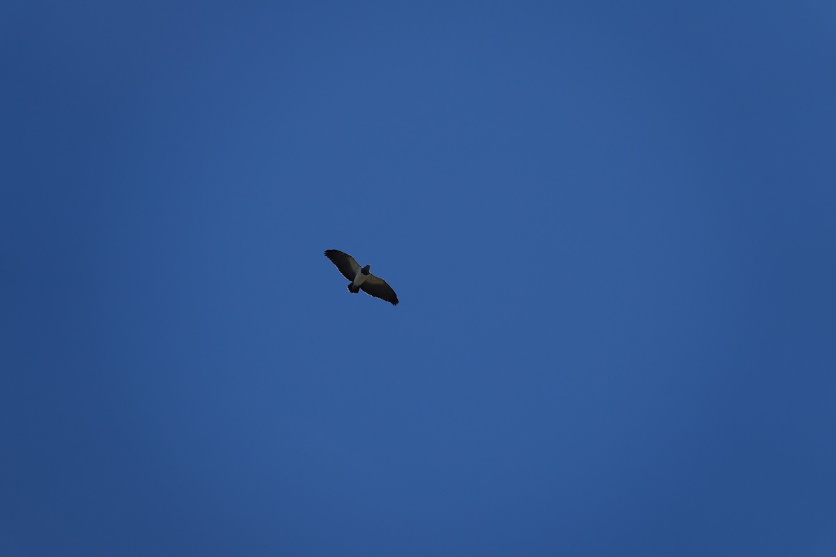 Black-chested Buzzard-Eagle - ML645914714