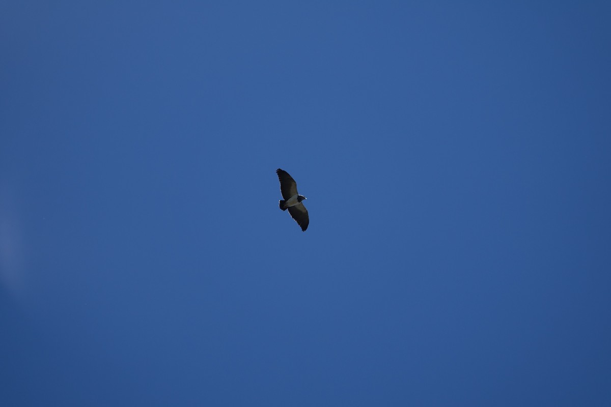 Black-chested Buzzard-Eagle - ML645914715