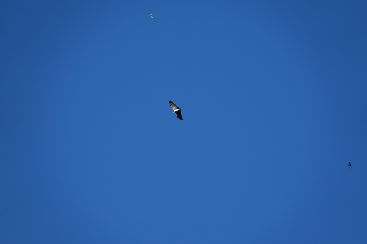 Black-chested Buzzard-Eagle - ML645914716