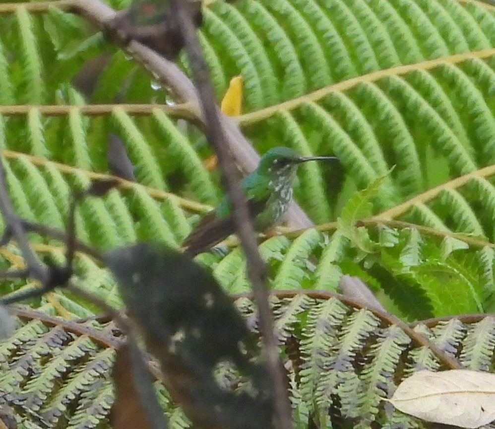 Peruvian Racket-tail - ML645914717