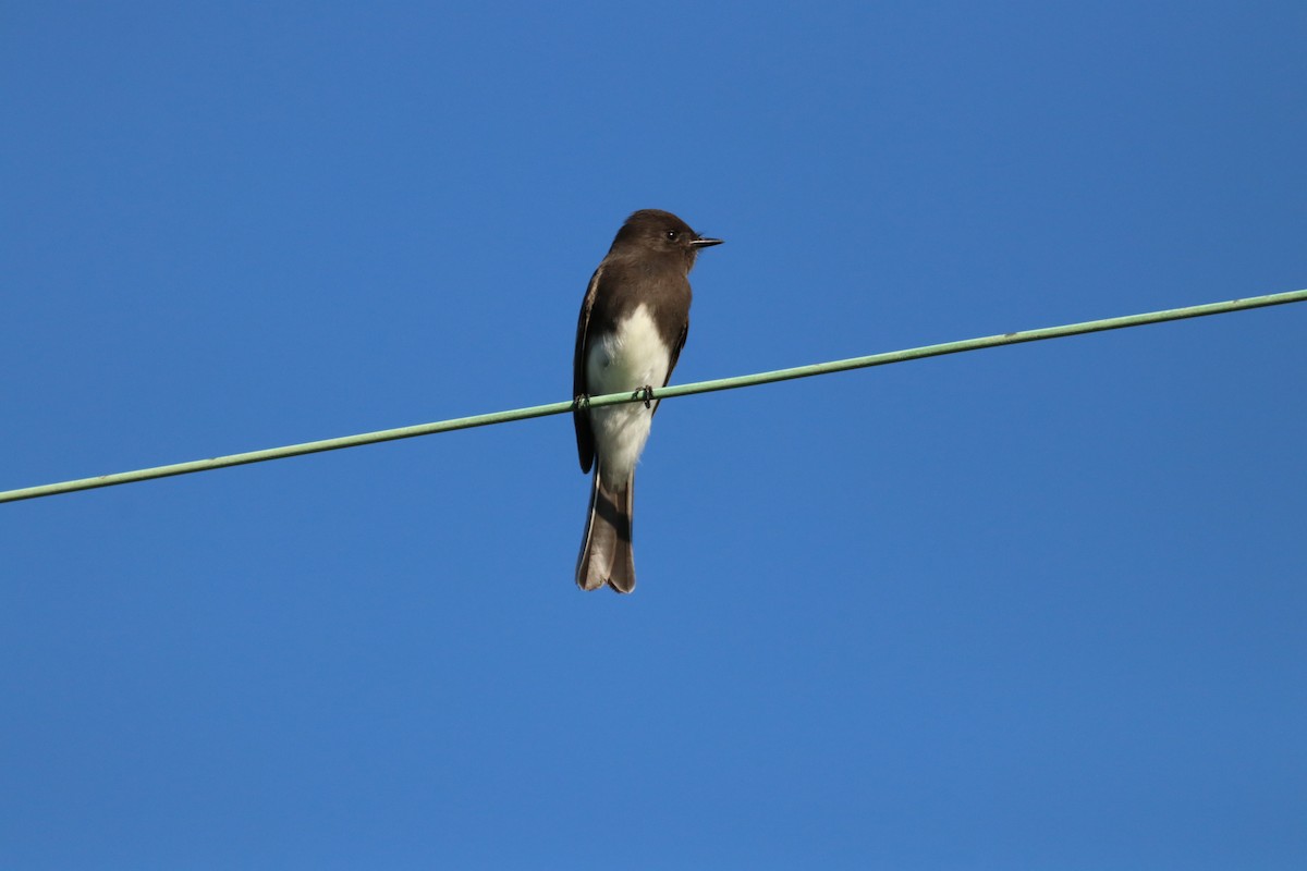 Black Phoebe - ML645914733